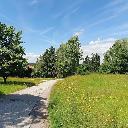 Begonie2 Siegsdorf